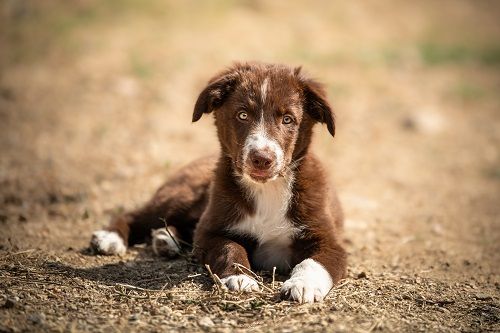 Ace red hawk des Crocs de Provence