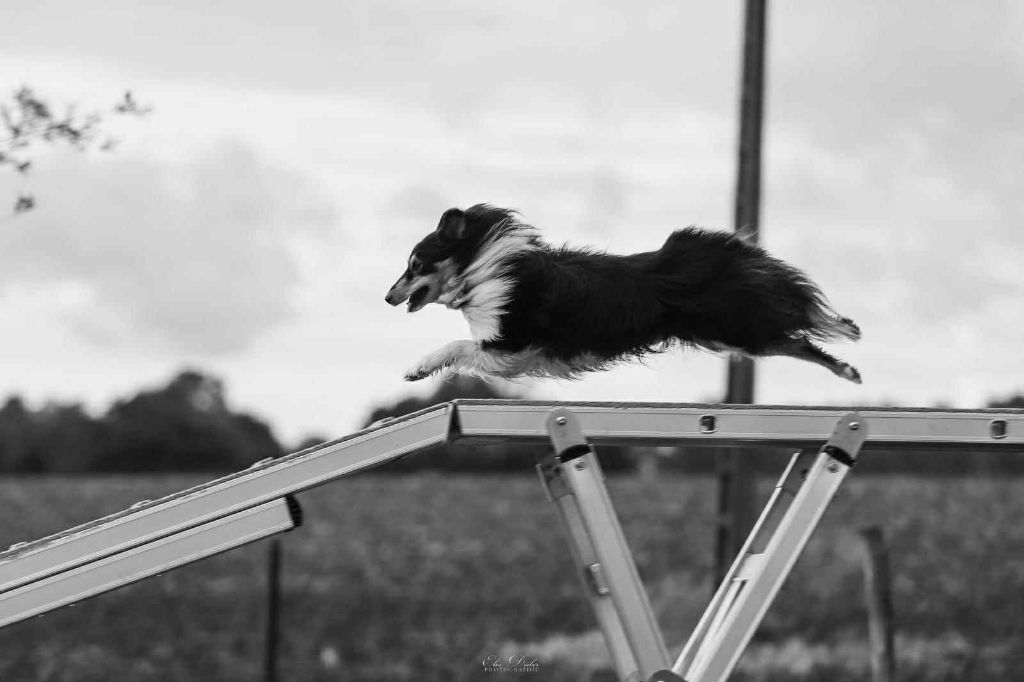 Umealven brun des Crocs de Provence