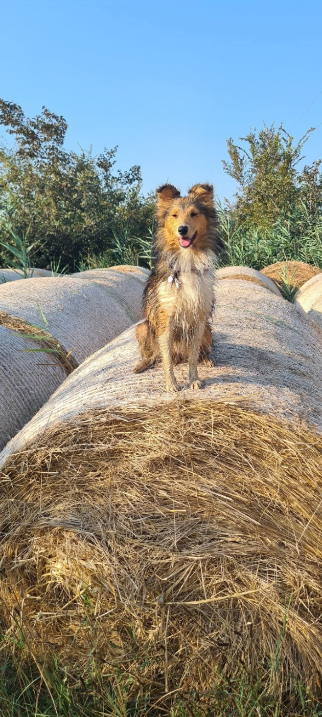 Vaia dorée des Crocs de Provence