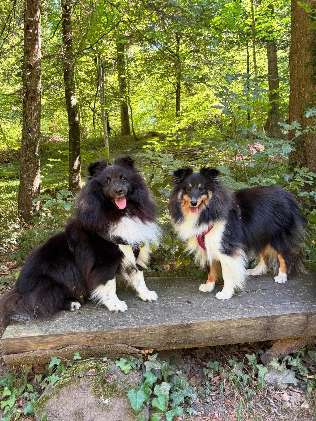 Vicky brune des Crocs de Provence