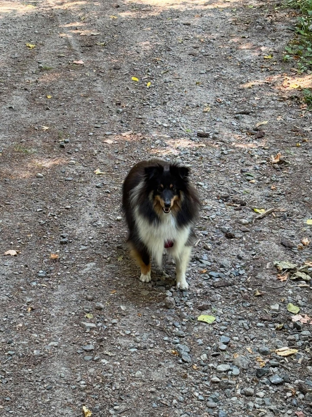 Vicky brune des Crocs de Provence