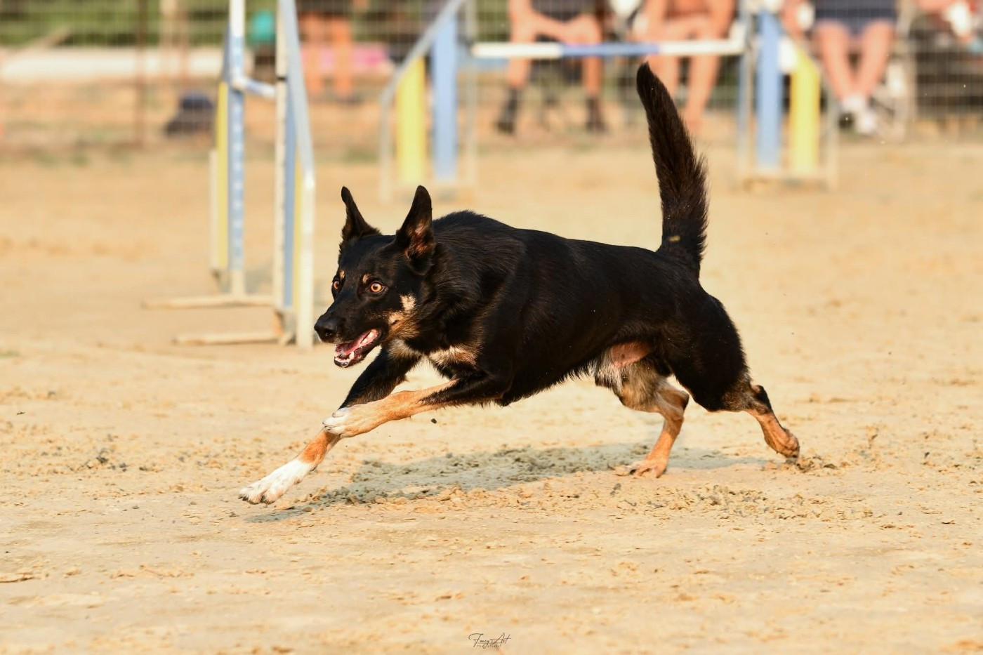 Sao des Crocs de Provence