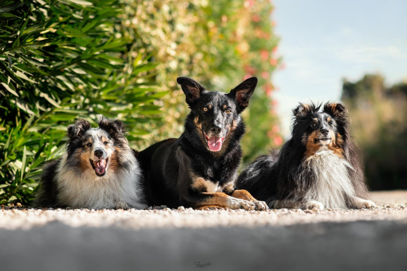Sao des Crocs de Provence
