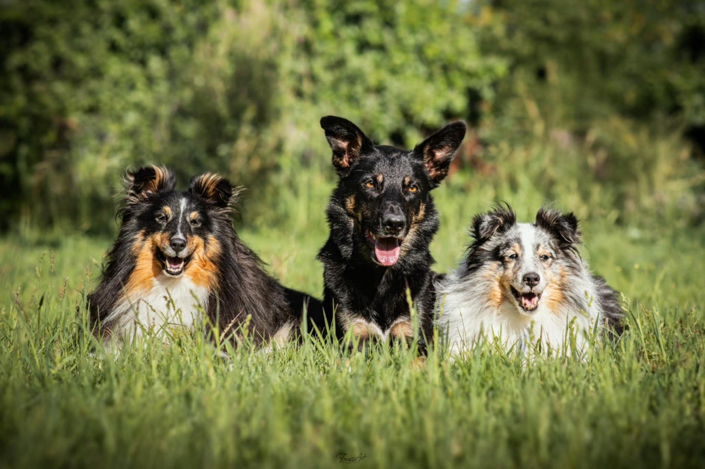 Sao des Crocs de Provence