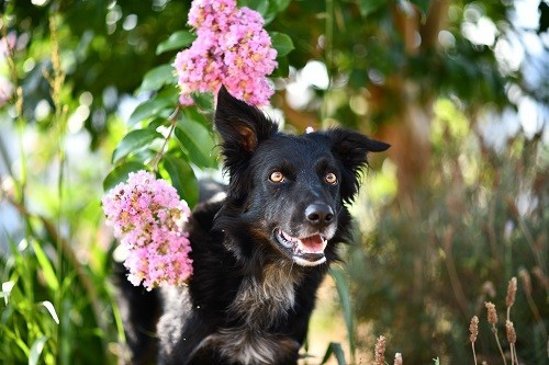 Publication : des Crocs de Provence Auteur : Mme Walthers