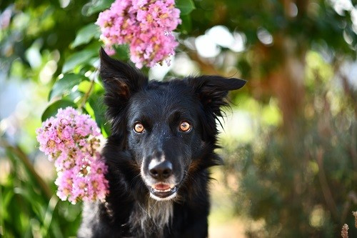 Publication : des Crocs de Provence Auteur : Mme Walthers