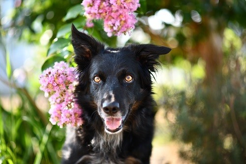 Publication : des Crocs de Provence Auteur : Mme Walthers