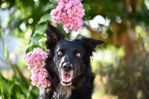 Publication : des Crocs de Provence Auteur : Mme Walthers