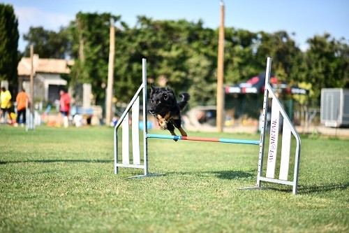 Publication : des Crocs de Provence Auteur : Mme Walthers