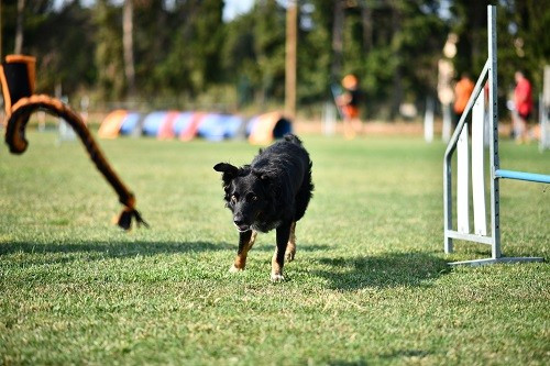 Publication : des Crocs de Provence Auteur : Mme Walthers