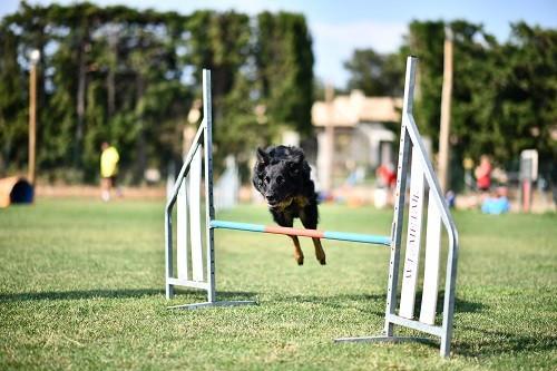 Publication : des Crocs de Provence Auteur : Mme Walthers