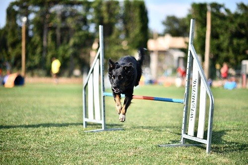 Publication : des Crocs de Provence Auteur : Mme Walthers