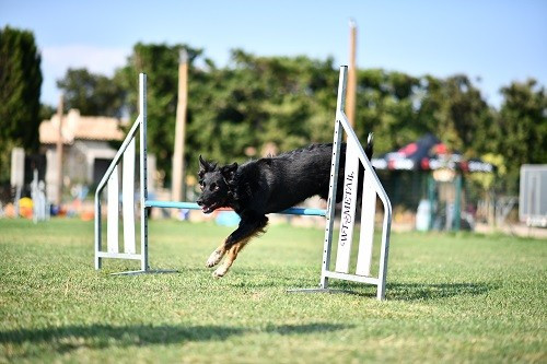 Publication : des Crocs de Provence Auteur : Mme Walthers