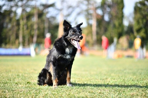 Publication : des Crocs de Provence Auteur : Mme Walthers