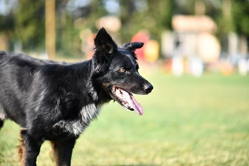 Publication : des Crocs de Provence Auteur : Mme Walthers
