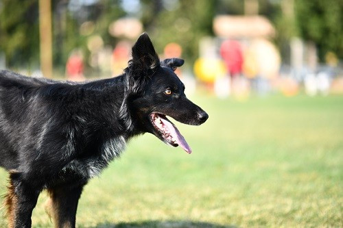 Publication : des Crocs de Provence Auteur : Mme Walthers
