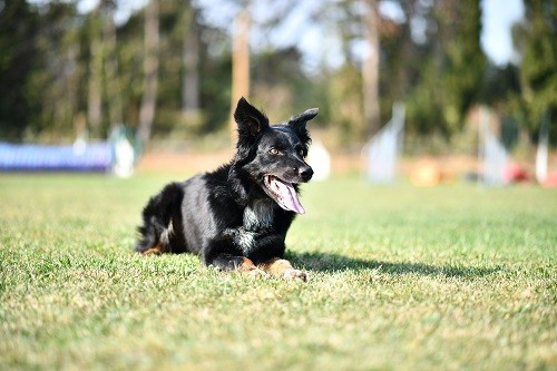 Publication : des Crocs de Provence Auteur : Mme Walthers