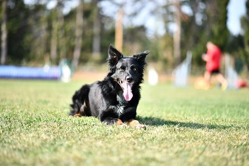 Publication : des Crocs de Provence Auteur : Mme Walthers