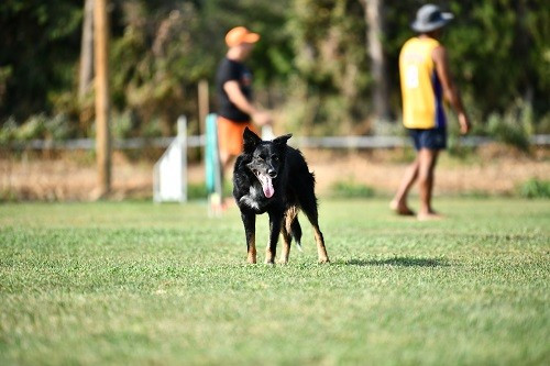 Publication : des Crocs de Provence Auteur : Mme Walthers