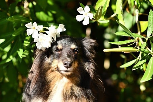 CH. Spirit of cheyenne brune des Crocs de Provence