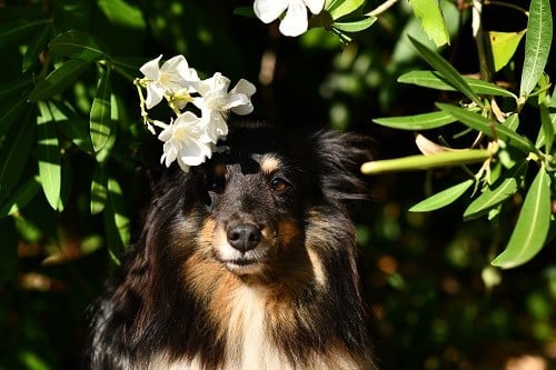 CH. Spirit of cheyenne brune des Crocs de Provence