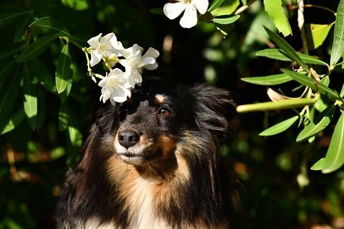 CH. Spirit of cheyenne brune des Crocs de Provence