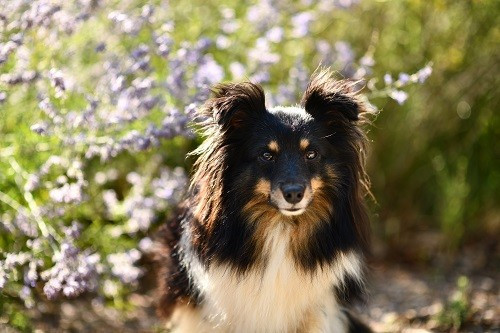CH. Spirit of cheyenne brune des Crocs de Provence