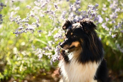 CH. Spirit of cheyenne brune des Crocs de Provence