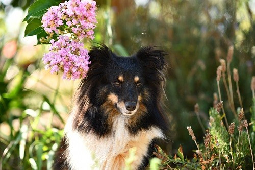 CH. Spirit of cheyenne brune des Crocs de Provence