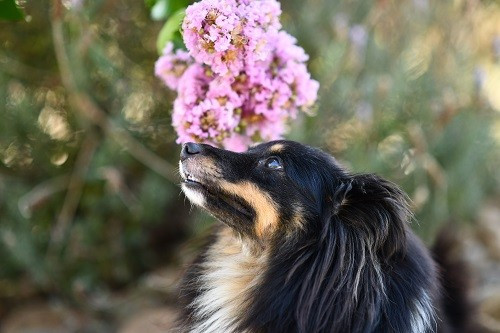 CH. Spirit of cheyenne brune des Crocs de Provence