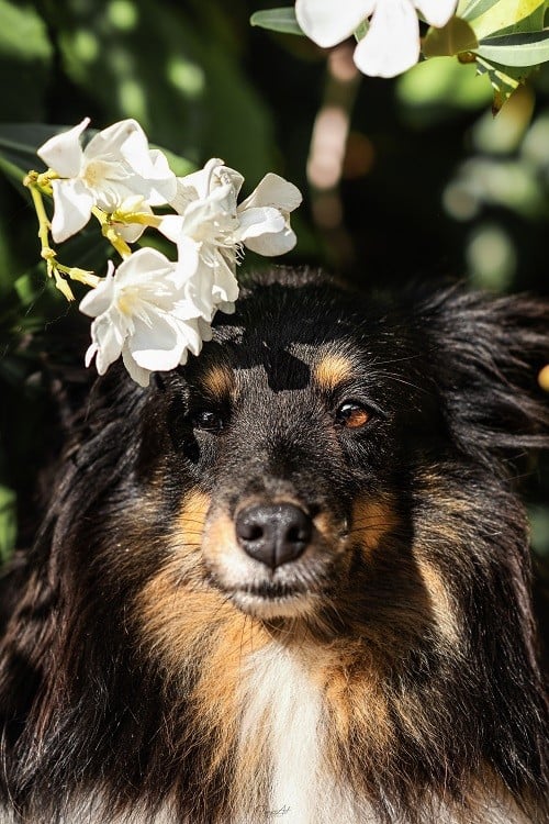 CH. Spirit of cheyenne brune des Crocs de Provence