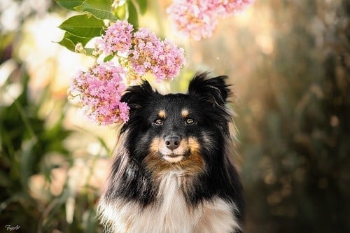 CH. Spirit of cheyenne brune des Crocs de Provence