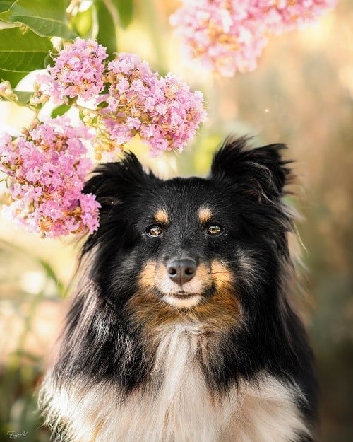 CH. Spirit of cheyenne brune des Crocs de Provence