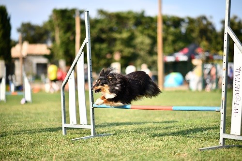 CH. River of glitter rain brune des Crocs de Provence