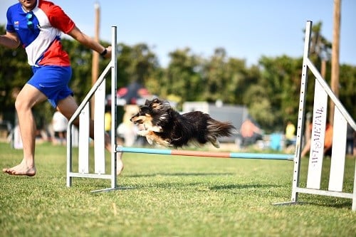 CH. River of glitter rain brune des Crocs de Provence