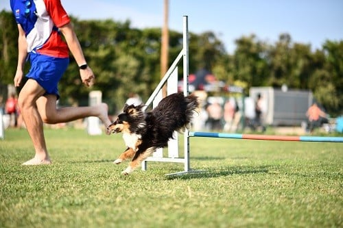 CH. River of glitter rain brune des Crocs de Provence
