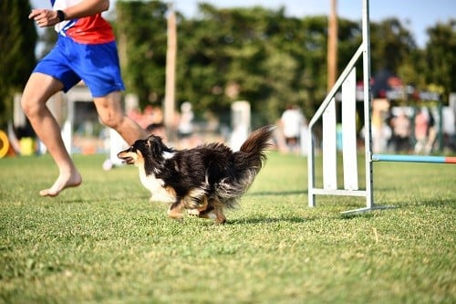 CH. River of glitter rain brune des Crocs de Provence
