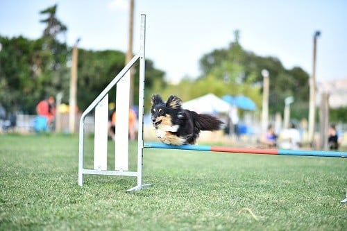 CH. River of glitter rain brune des Crocs de Provence
