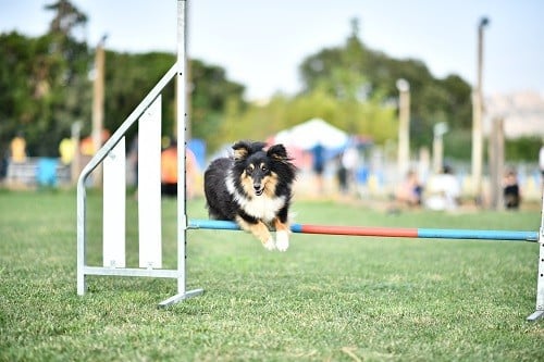 CH. River of glitter rain brune des Crocs de Provence