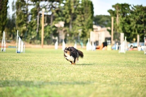 CH. River of glitter rain brune des Crocs de Provence