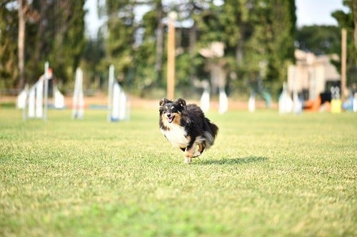 CH. River of glitter rain brune des Crocs de Provence
