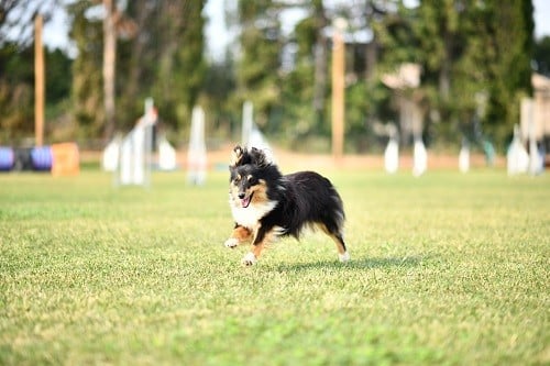 CH. River of glitter rain brune des Crocs de Provence