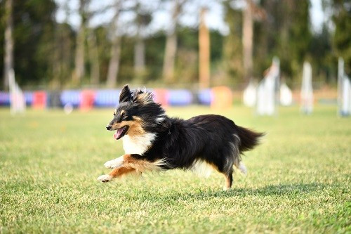 CH. River of glitter rain brune des Crocs de Provence