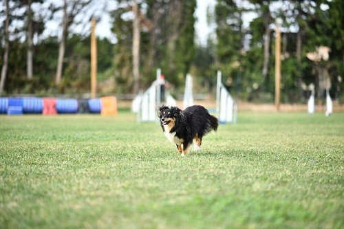 CH. River of glitter rain brune des Crocs de Provence