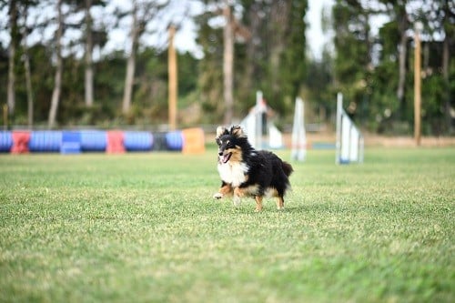 CH. River of glitter rain brune des Crocs de Provence