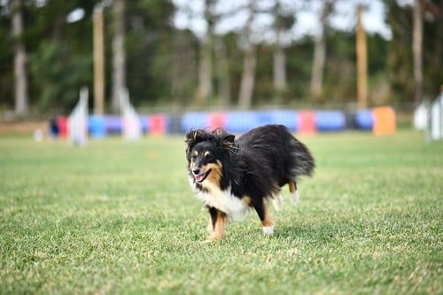CH. River of glitter rain brune des Crocs de Provence