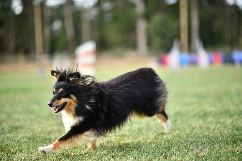 CH. River of glitter rain brune des Crocs de Provence