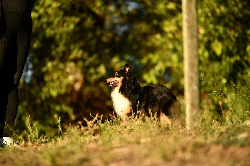 Tonnerre de l'aube brune des Crocs de Provence