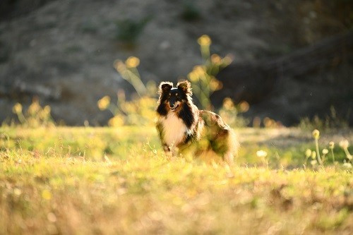Tonnerre de l'aube brune des Crocs de Provence