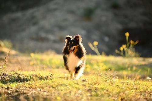 Tonnerre de l'aube brune des Crocs de Provence